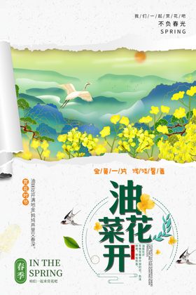 油菜花