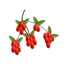 枸杞