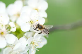 蜜蜂摄影虫类生物世界
