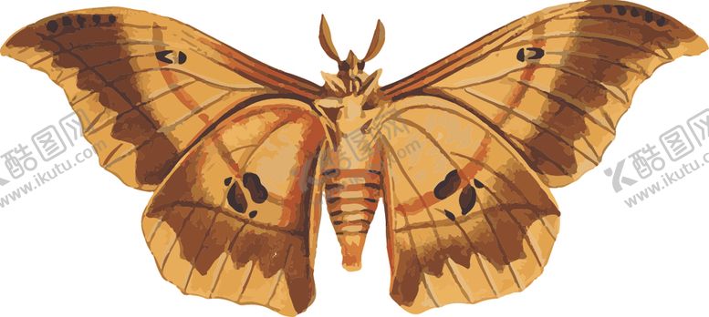 编号：82658410071834016898【酷图网】源文件下载-自然昆虫标本插画