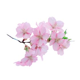 樱花素材