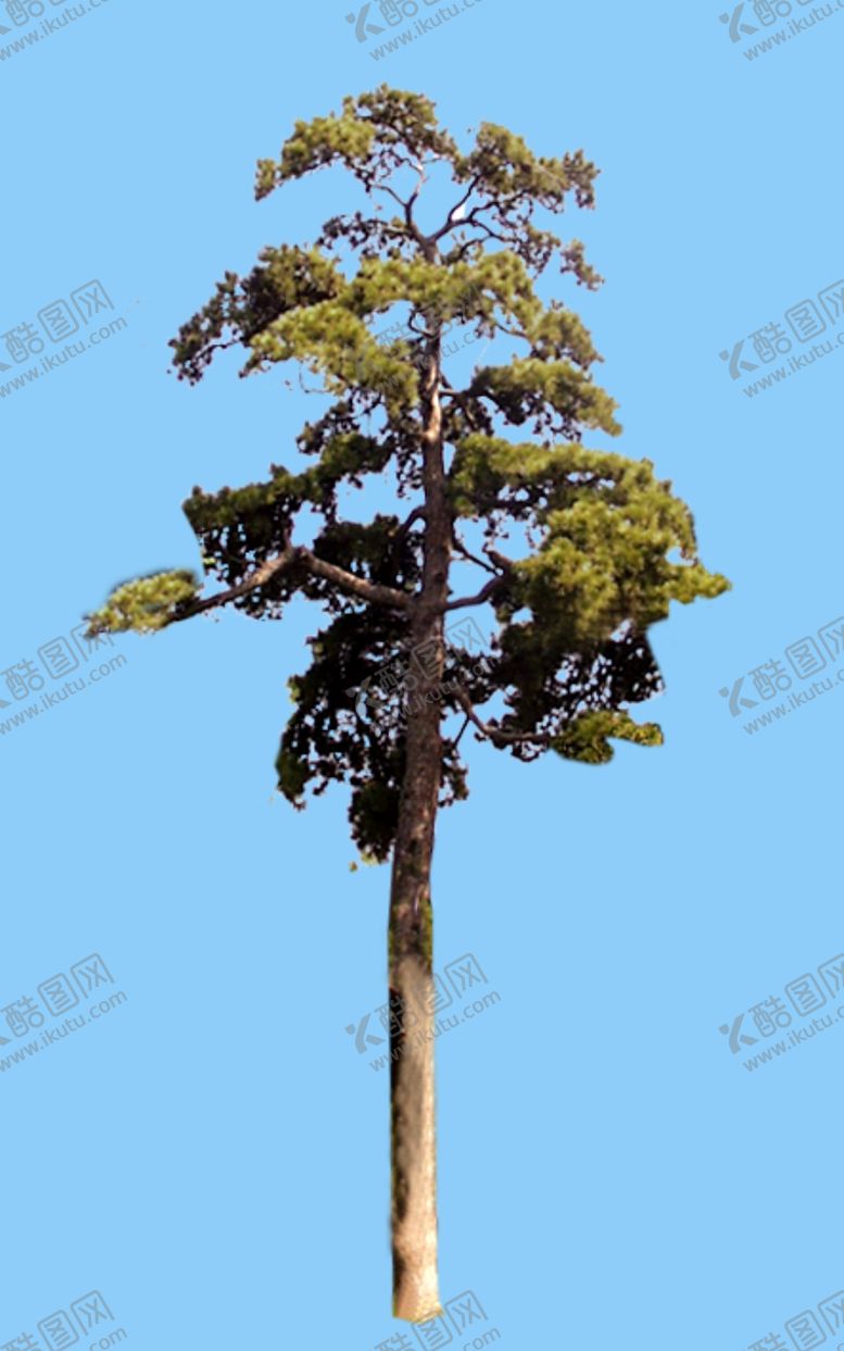编号：99947507040557476005【酷图网】源文件下载-景观树