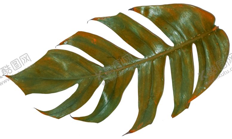 编号：35151810100215576417【酷图网】源文件下载-树叶