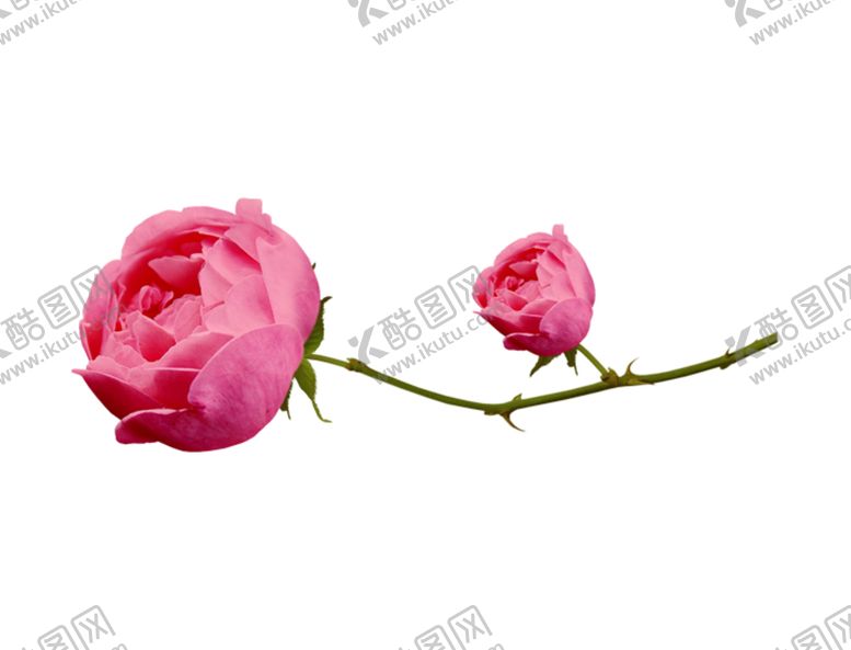 编号：27510610211854413540【酷图网】源文件下载-玫瑰