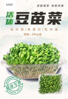 豆苗菜海报