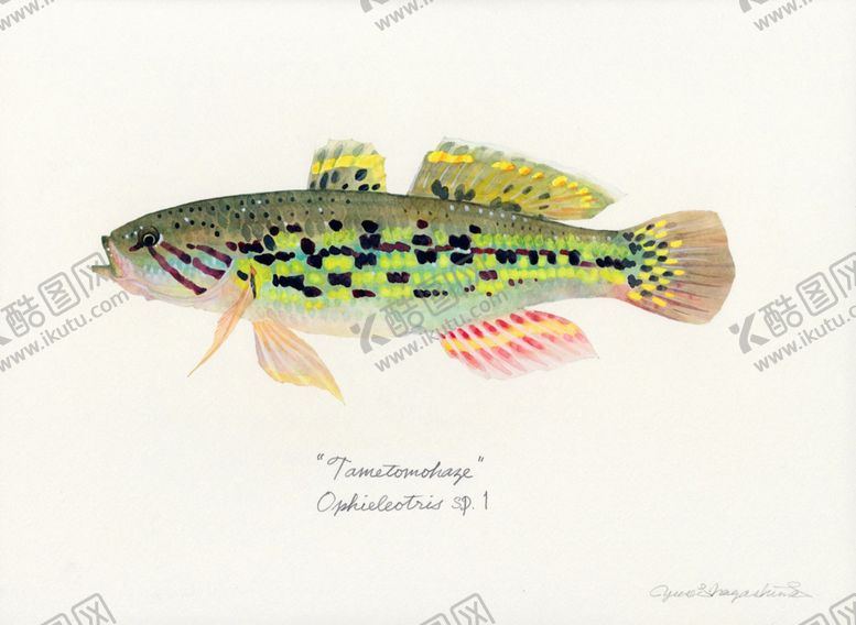 编号：50858910291249435481【酷图网】源文件下载-海洋鱼类水彩插画