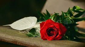 玫瑰摄影自然景观情人节花
