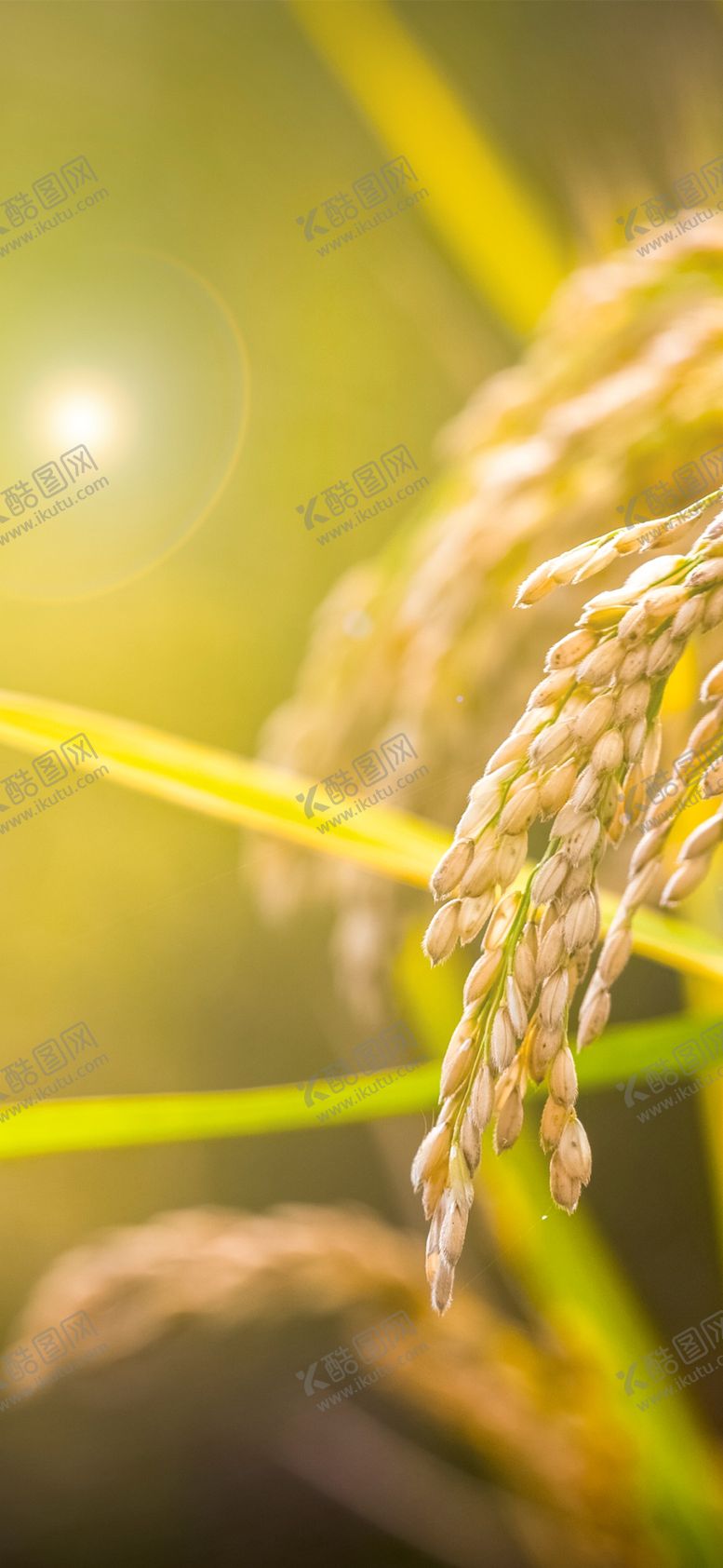 编号：48332705111851354800【酷图网】源文件下载-手机壁纸