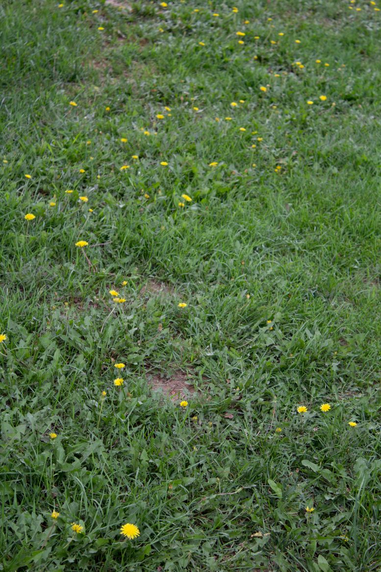 编号：58416406160345541213【酷图网】源文件下载-蒲公英