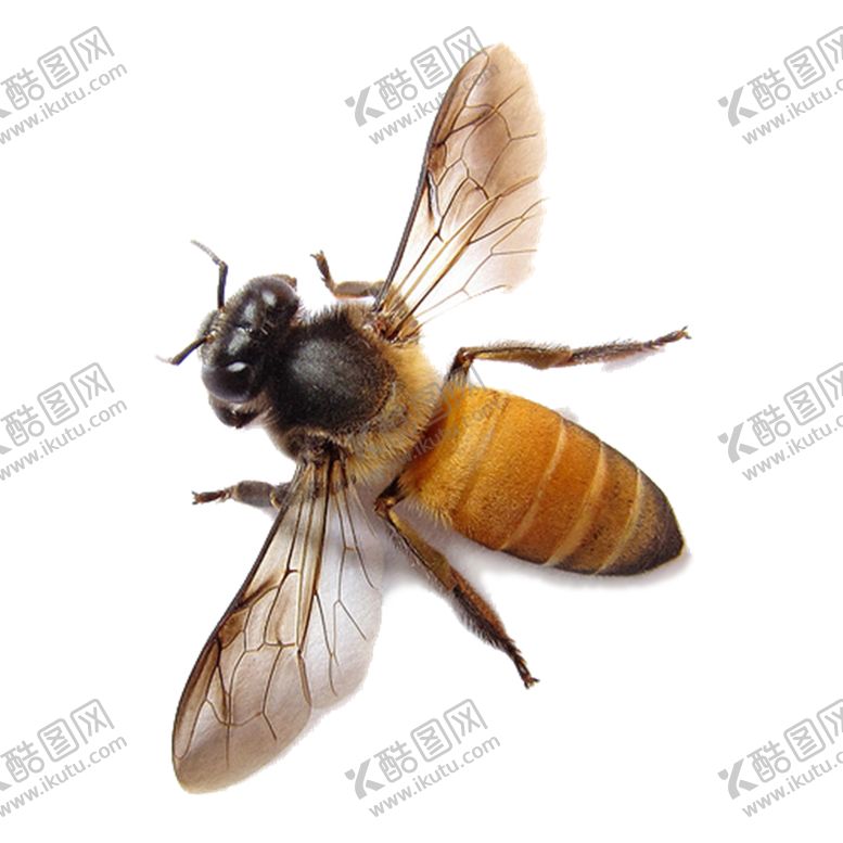 编号：85061205160028571912【酷图网】源文件下载-蜜蜂