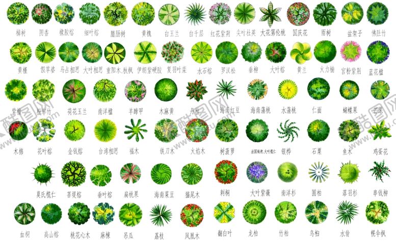 编号：42531310220818317387【酷图网】源文件下载-植物平面