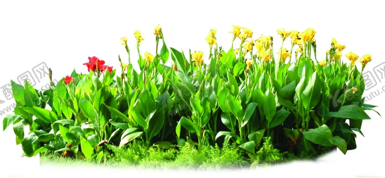 编号：45162809191620055707【酷图网】源文件下载-黄色美人蕉