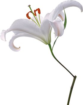 百合花
