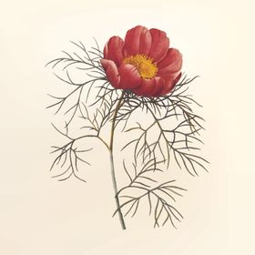 花纹