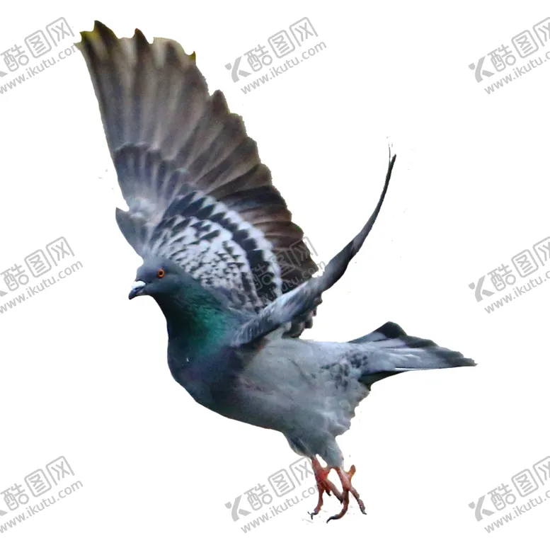 编号：78853403141520175043【酷图网】源文件下载-和平鸽