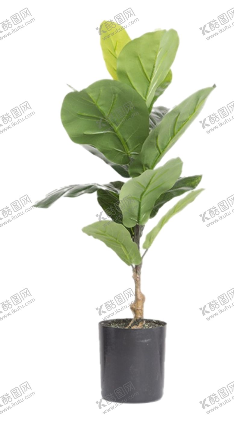 编号：98295906261517145227【酷图网】源文件下载-免抠背景花草树木