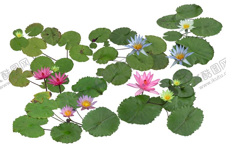 编号：38542609190940070341【酷图网】源文件下载-水生植物素材