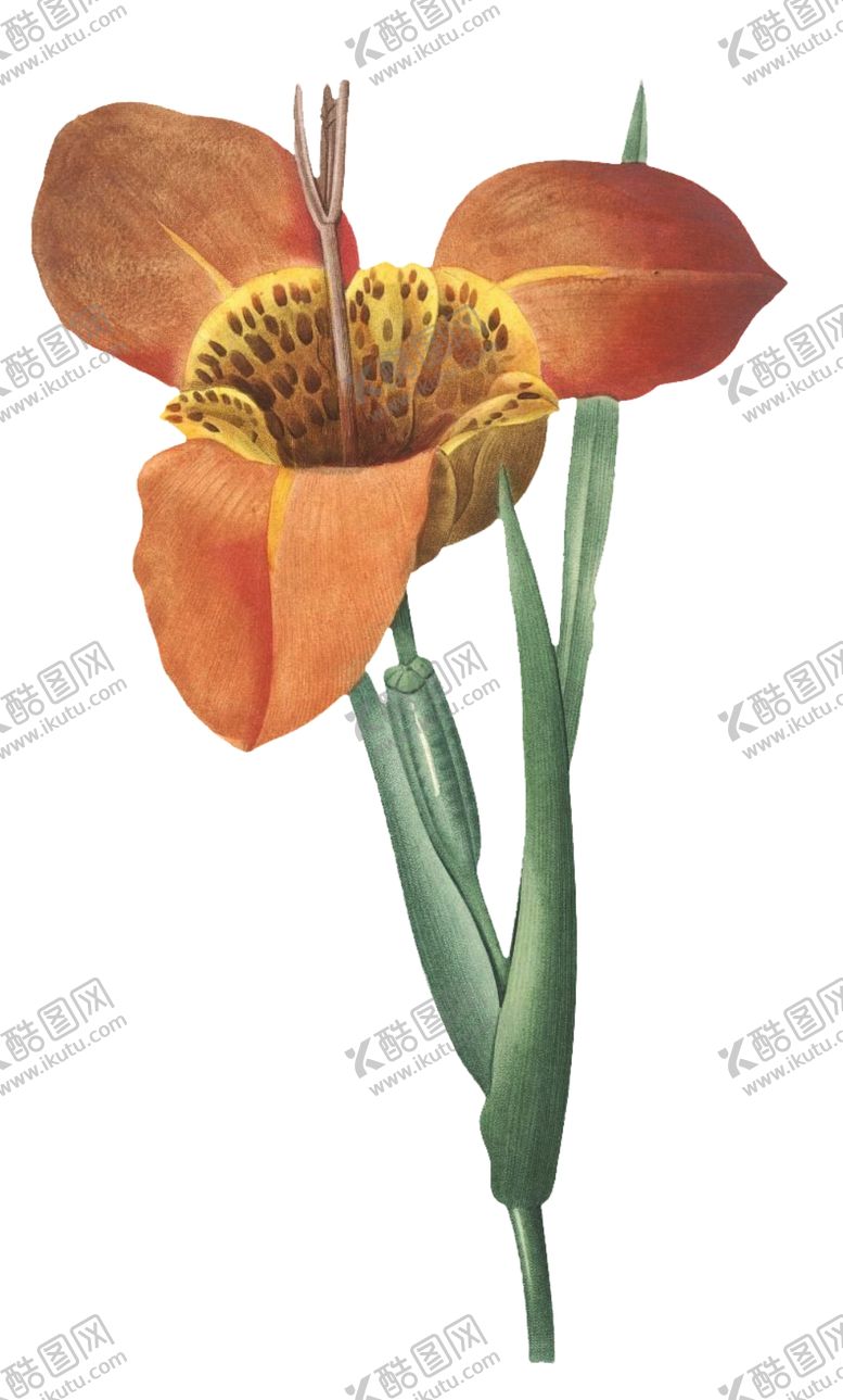 编号：85365007052359476717【酷图网】源文件下载-复古花