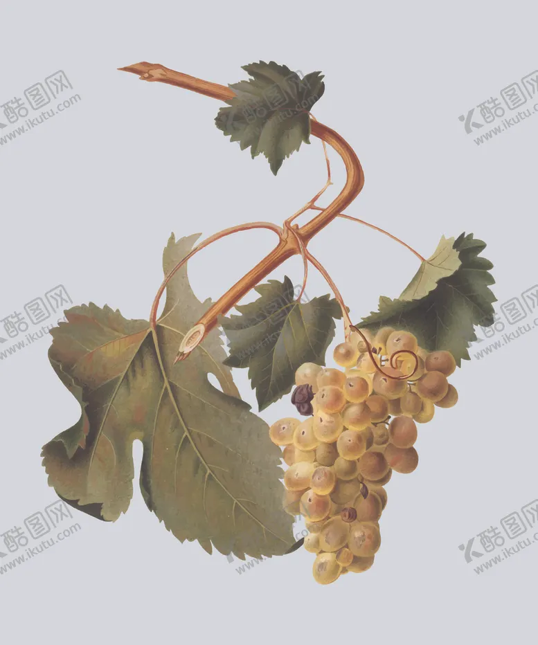 编号：68780006291122352384【酷图网】源文件下载-青提
