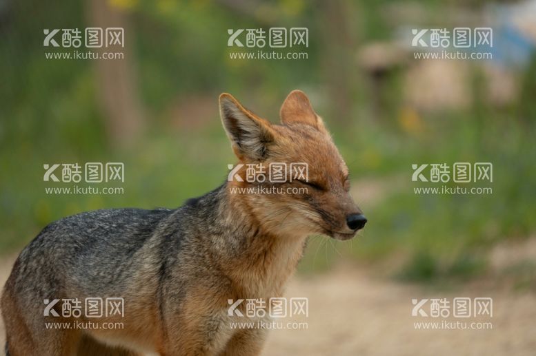 编号：47467312210222335244【酷图网】源文件下载-狐狸