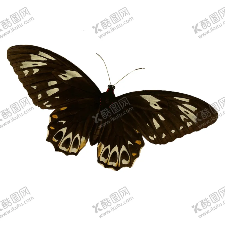 编号：35902006270502595655【酷图网】源文件下载-蝴蝶透明PNG免扣