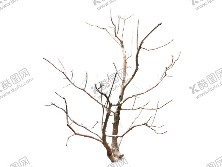 编号：56824509272226561051【酷图网】源文件下载-枯树干树