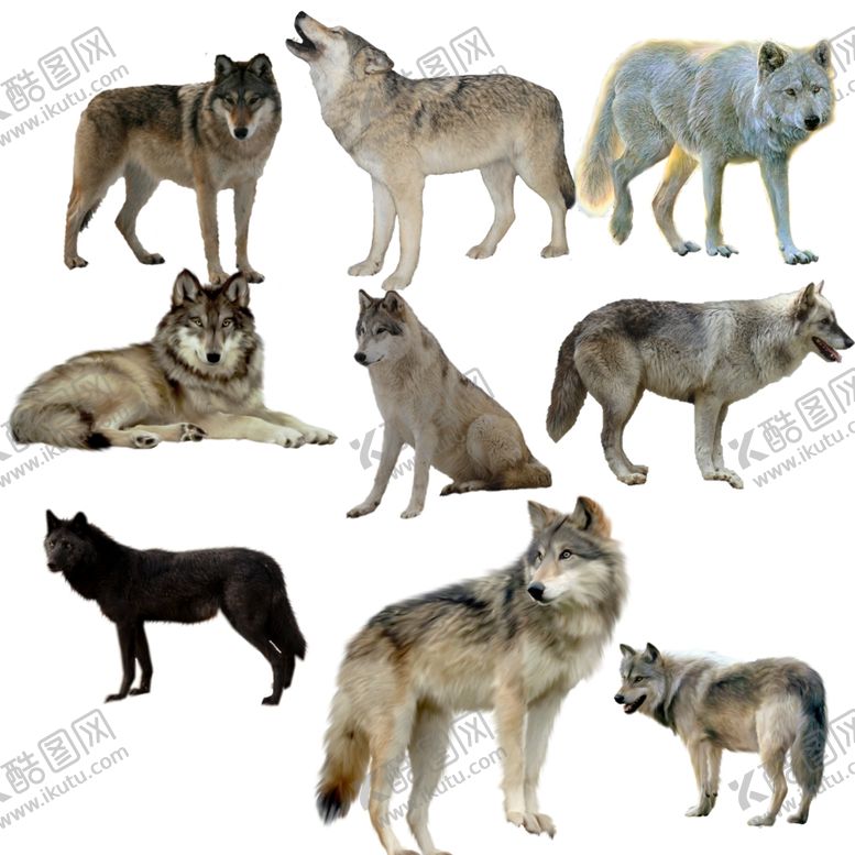 编号：85973109281318146680【酷图网】源文件下载-狼png免扣高清素材