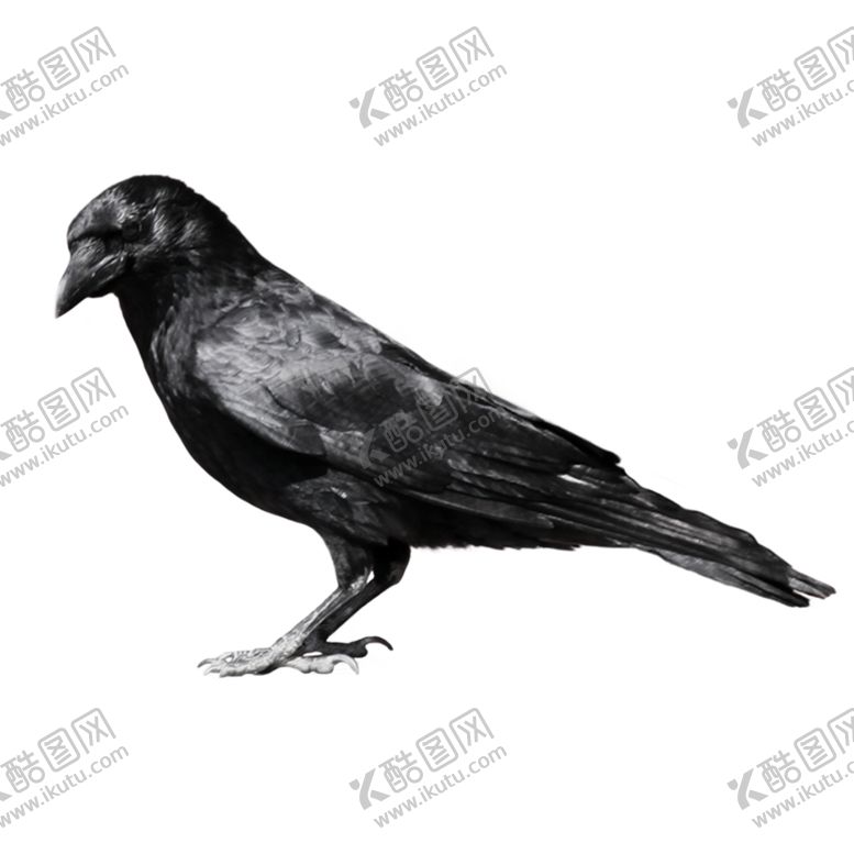 编号：76320706180230085006【酷图网】源文件下载-乌鸦