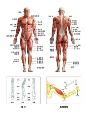 肌肉图