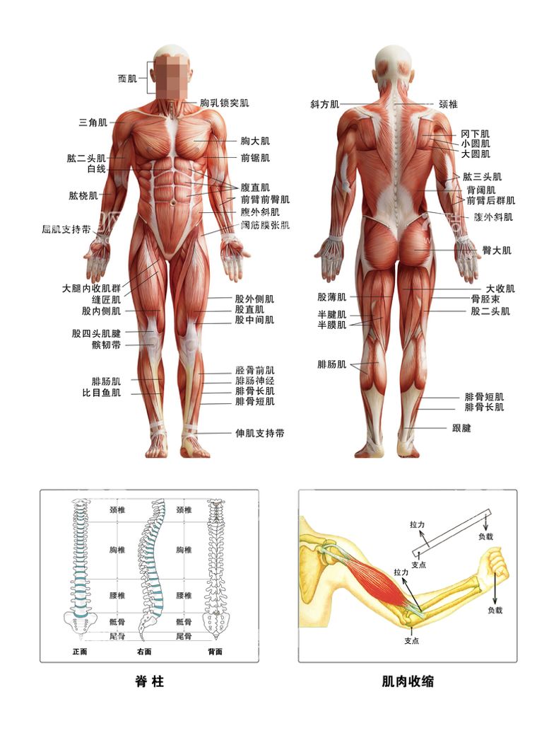 编号：31688711180731117840【酷图网】源文件下载-肌肉图