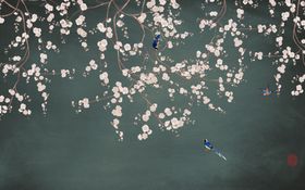 花鸟画手绘花鸟背景墙