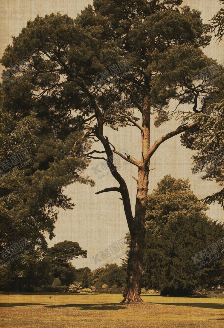 编号：11968107011818537007【酷图网】源文件下载-工笔画树