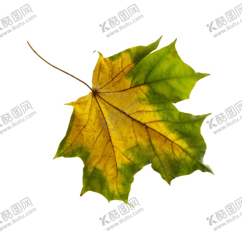 编号：36109111011128274569【酷图网】源文件下载-枫叶