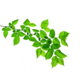 树叶绿叶植物免扣素材