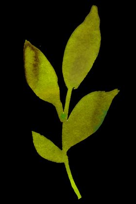 小清新水彩植物树枝
