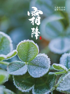 二十四节气霜降简约宣传广告海报