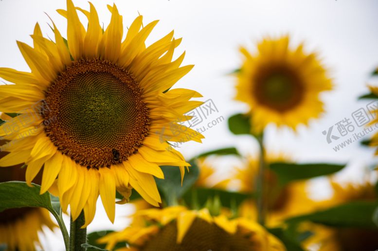 编号：96970709271621041747【酷图网】源文件下载-向日葵