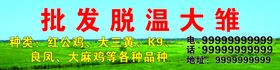 批发脱温大雏