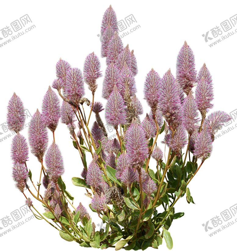 编号：39394210230759428486【酷图网】源文件下载-免扣植物花卉