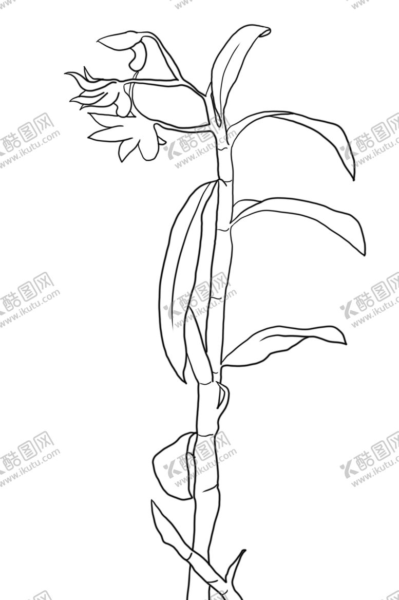 编号：33303109212226121551【酷图网】源文件下载-石斛
