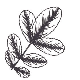 简笔绘画植物花朵图谱