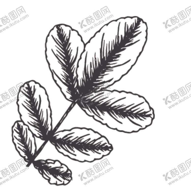 编号：29169810272214054304【酷图网】源文件下载-简笔绘画植物花朵图谱