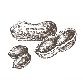 蔬菜土豆手绘谱素材
