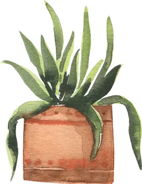 植物盆栽手绘