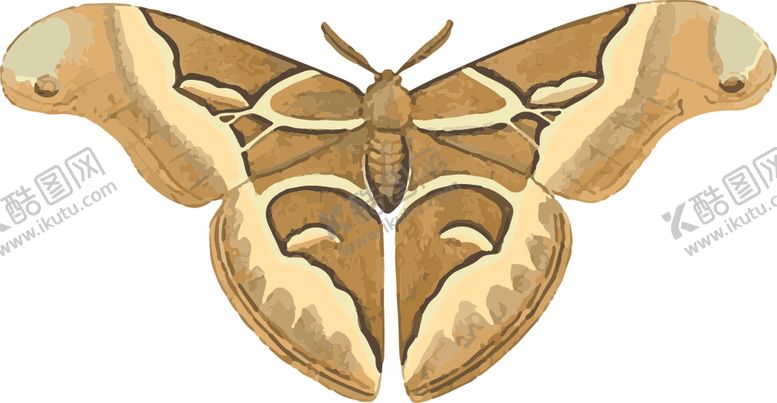 编号：40209609160948325694【酷图网】源文件下载-蝴蝶昆虫插画