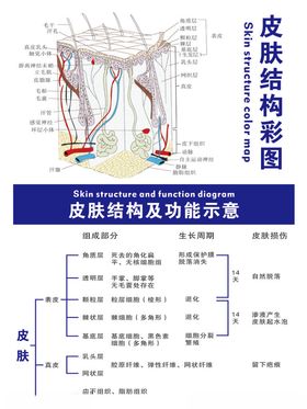 皮肤结构图