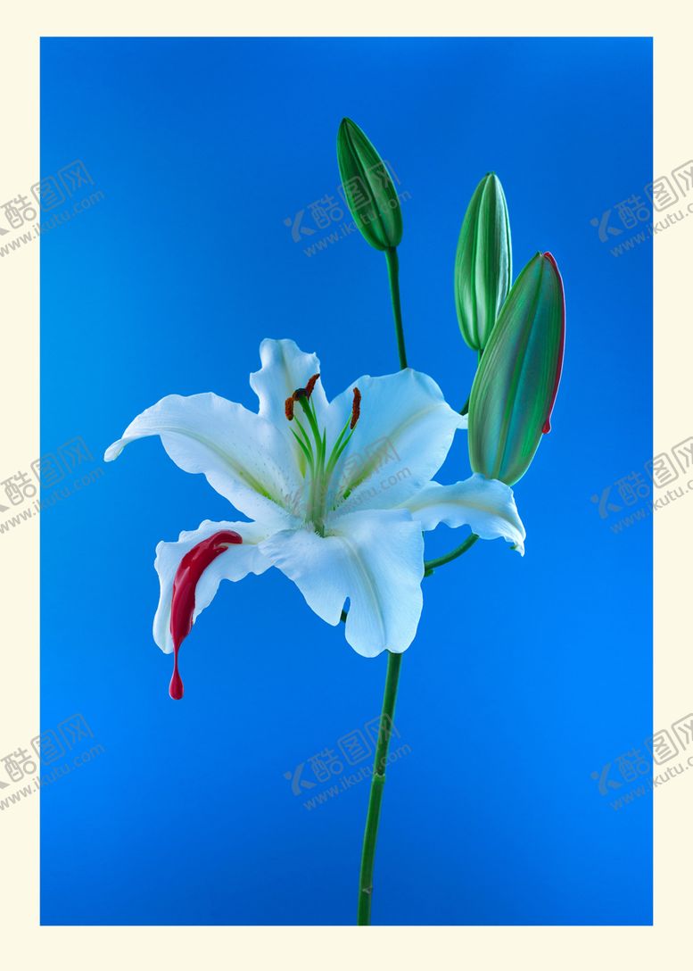 编号：53480509250353599791【酷图网】源文件下载-小清新现代简约水彩卉无框画