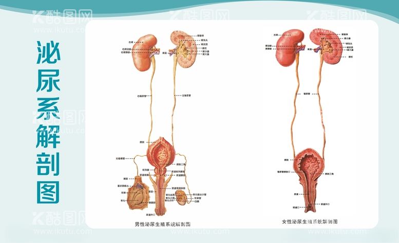 编号：17749712100720581614【酷图网】源文件下载-泌尿系解剖图