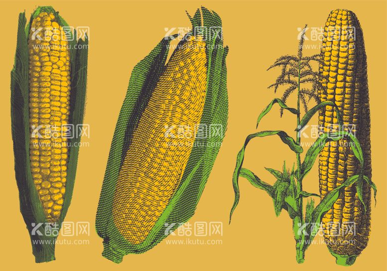 编号：28706112101541391013【酷图网】源文件下载-玉米特写
