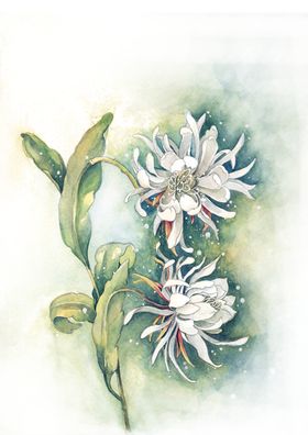 菊花装饰